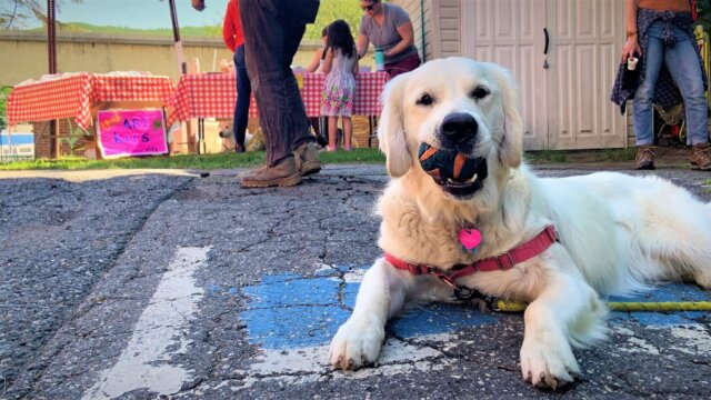 tool-dog-scaled-1